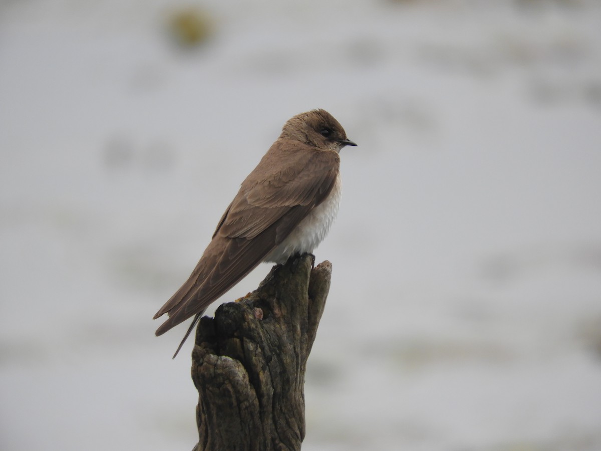 Northern Rough-winged Swallow - ML618749812