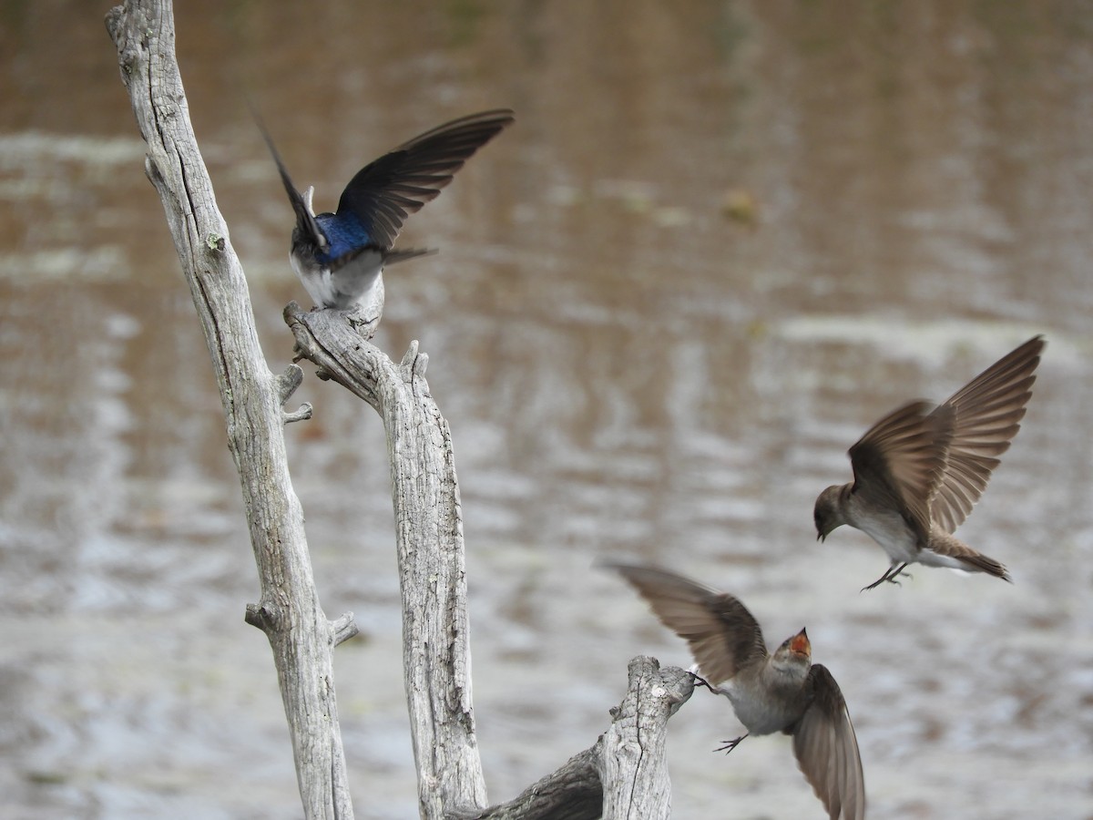 Northern Rough-winged Swallow - ML618749813