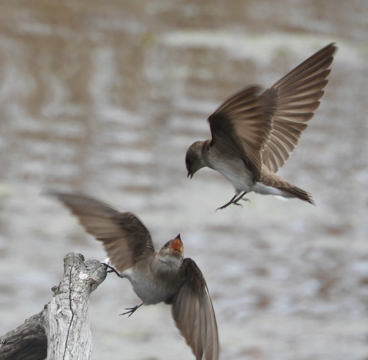 Northern Rough-winged Swallow - ML618749814