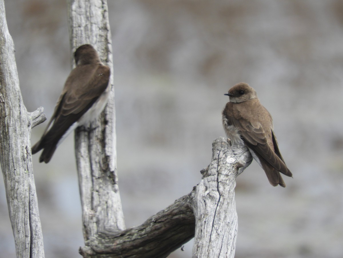 Northern Rough-winged Swallow - ML618749815