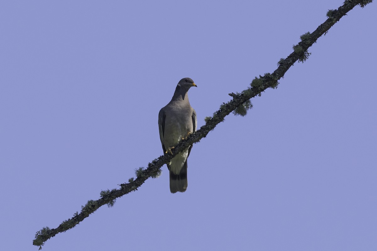 Band-tailed Pigeon - ML618749845
