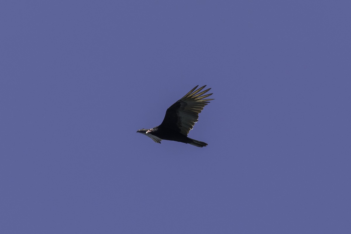 Turkey Vulture - ML618749847