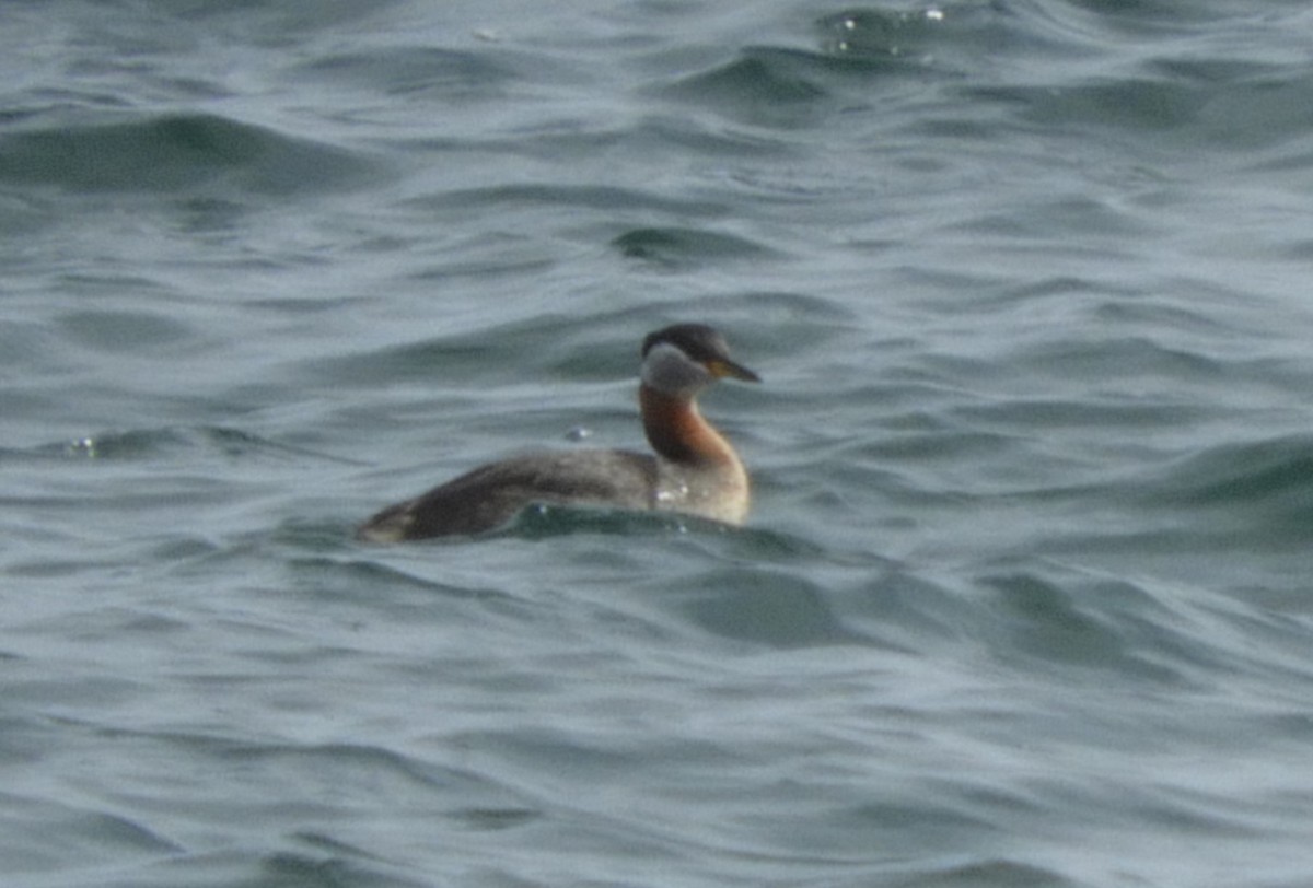 Red-necked Grebe - ML618749855