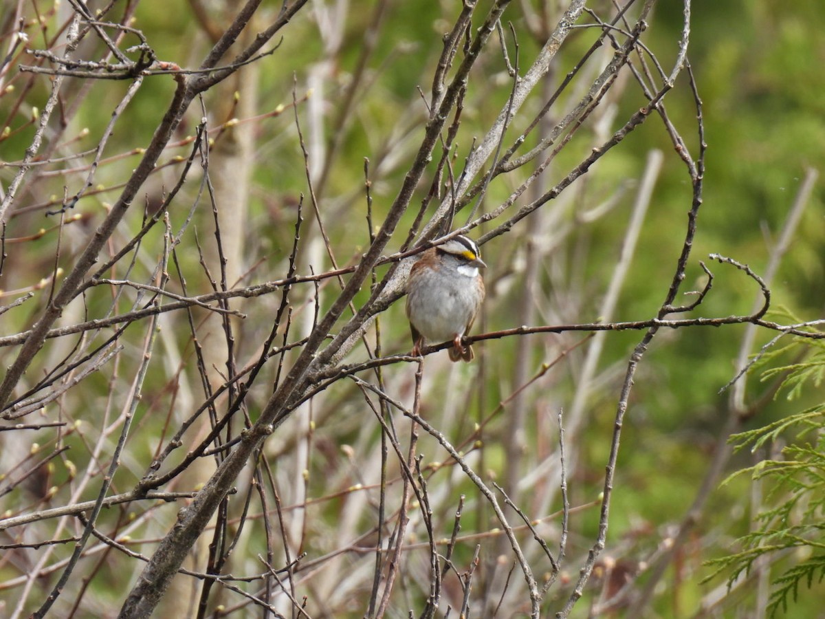 White-throated Sparrow - ML618749879