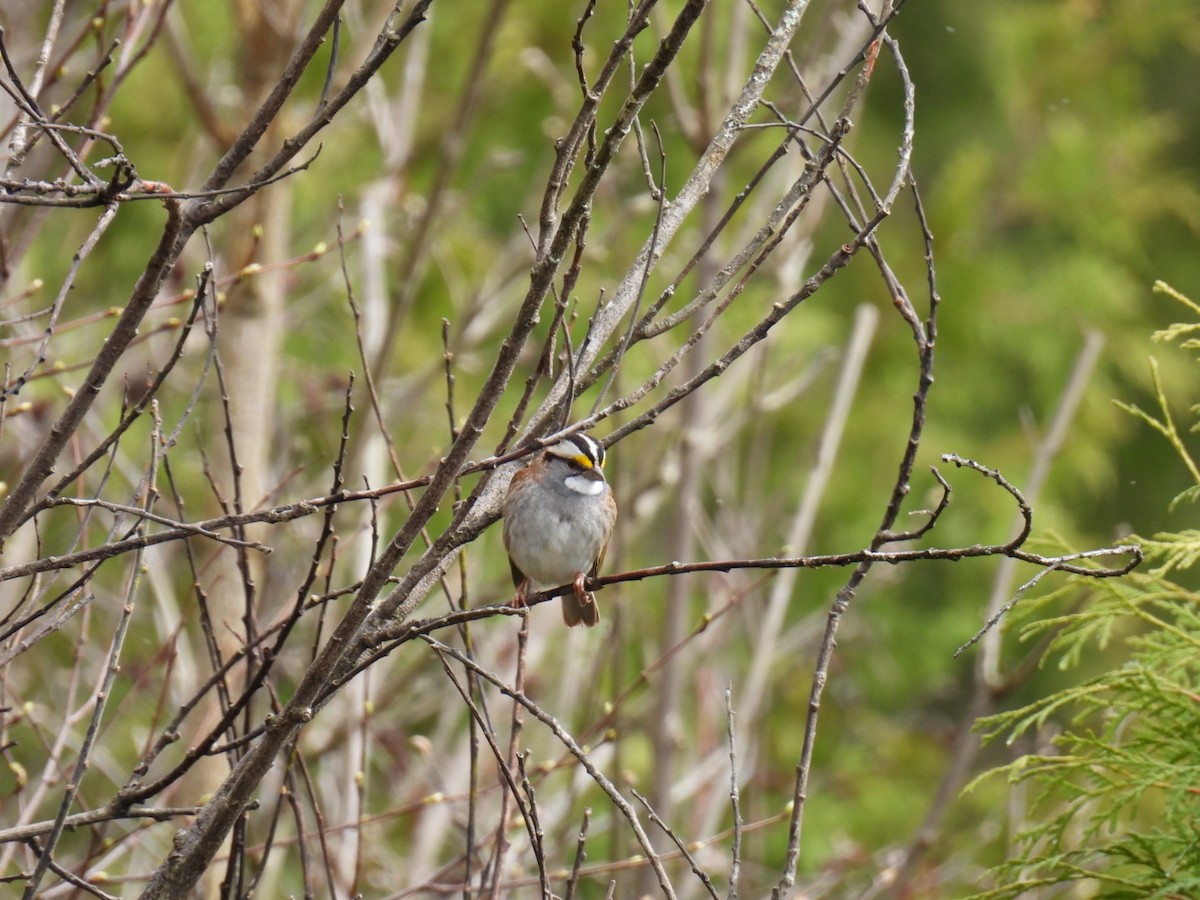 White-throated Sparrow - ML618749880