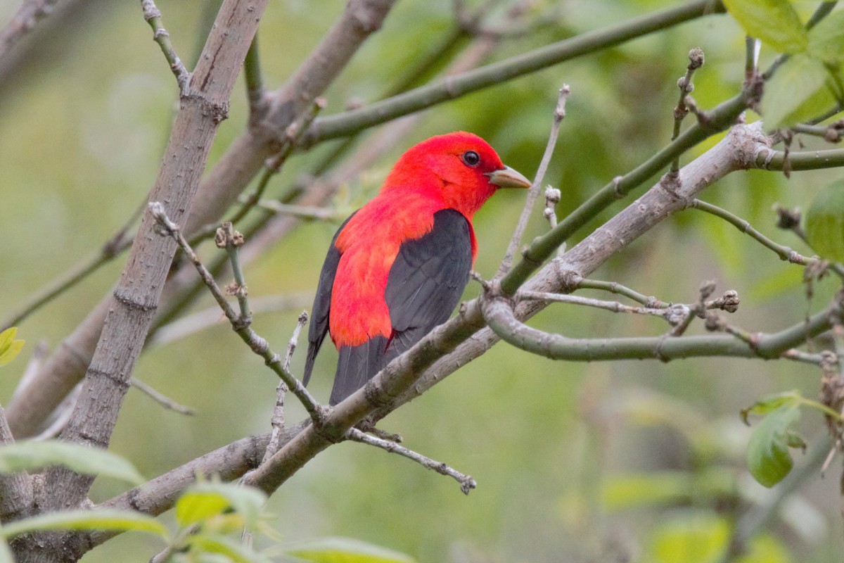 Scarlet Tanager - ML618749885