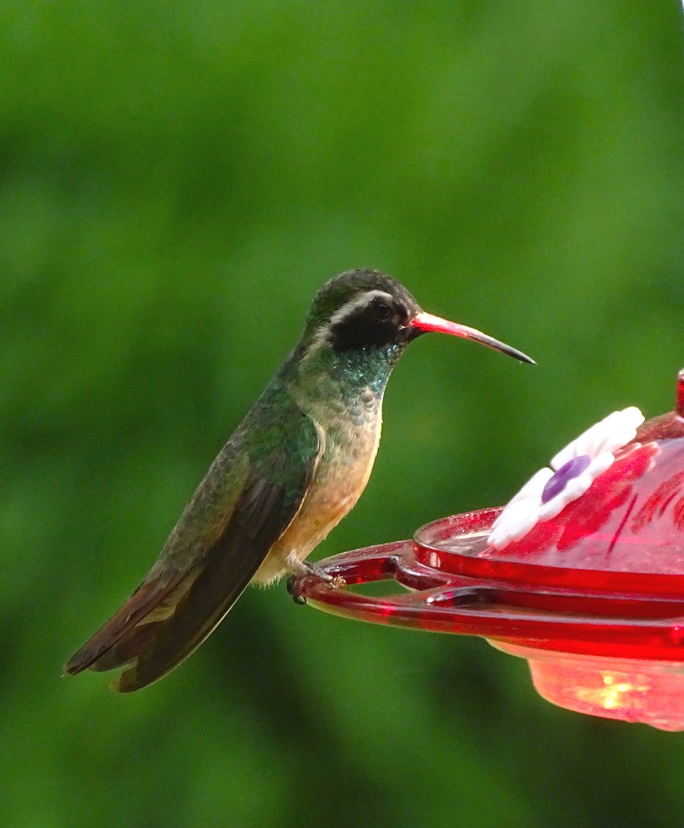 kolibřík pruholící - ML618749907