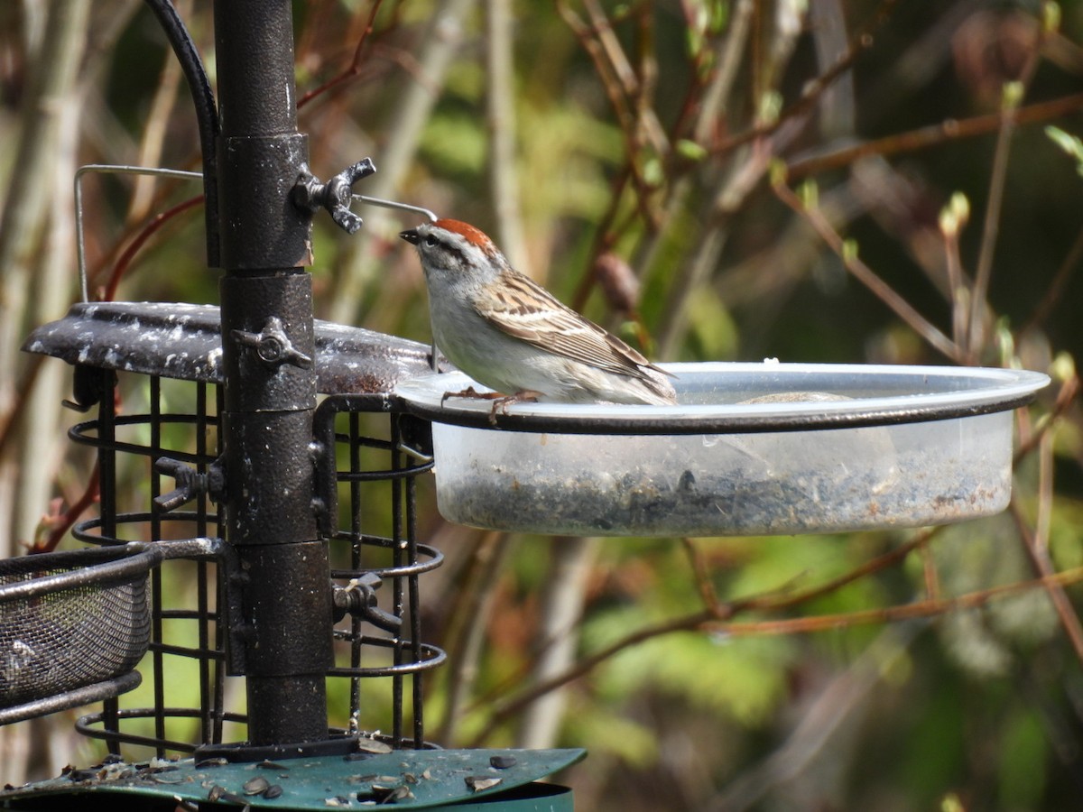 Chipping Sparrow - ML618749915