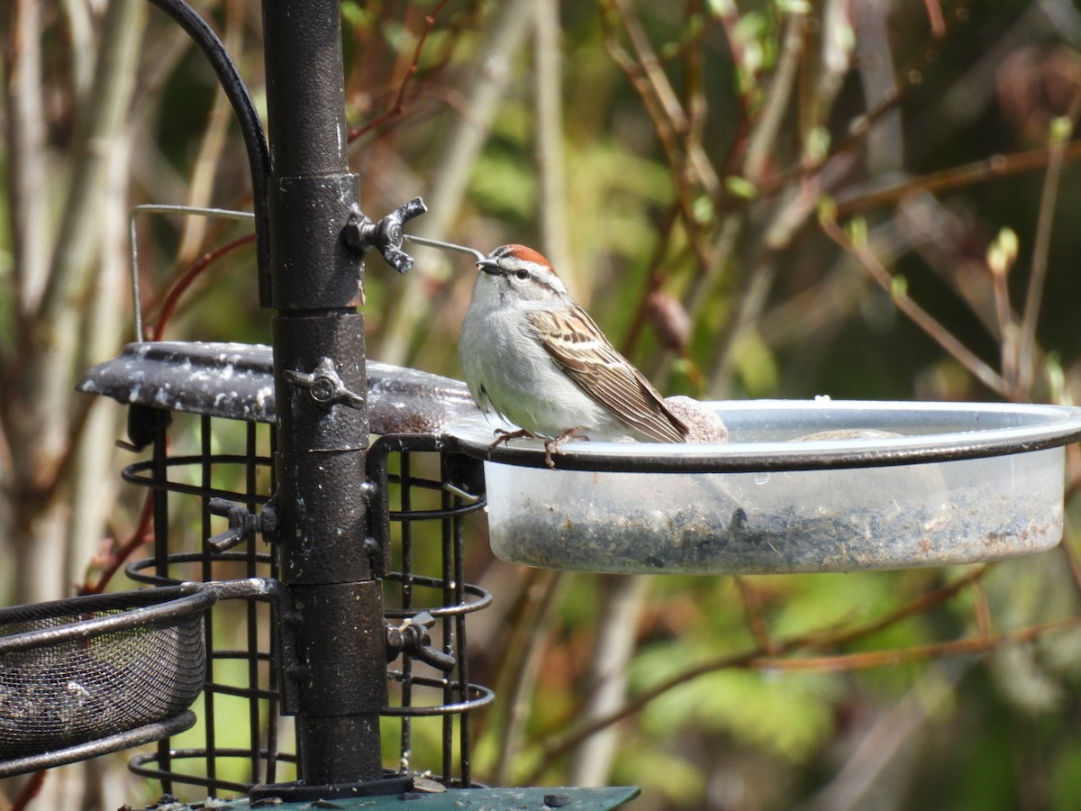 Chipping Sparrow - ML618749916