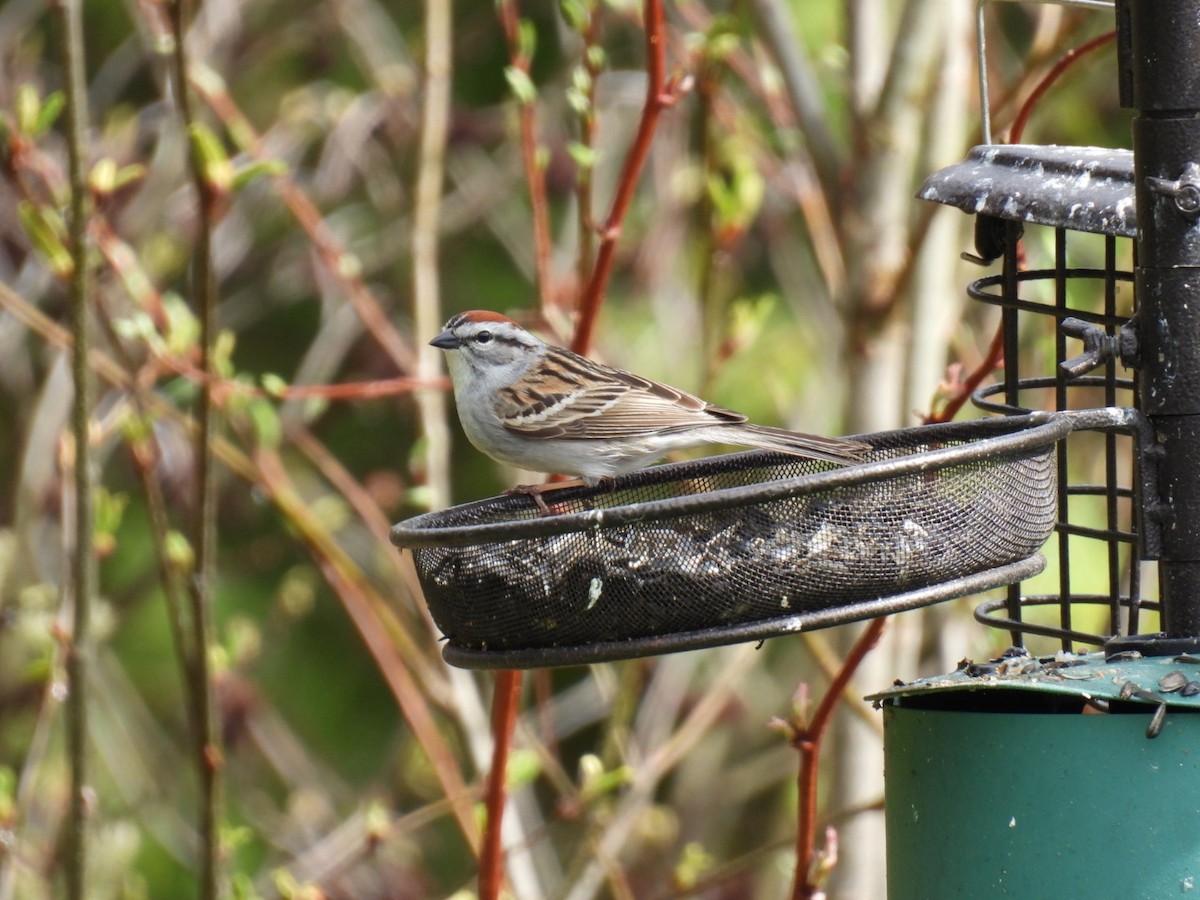 Chipping Sparrow - ML618749917