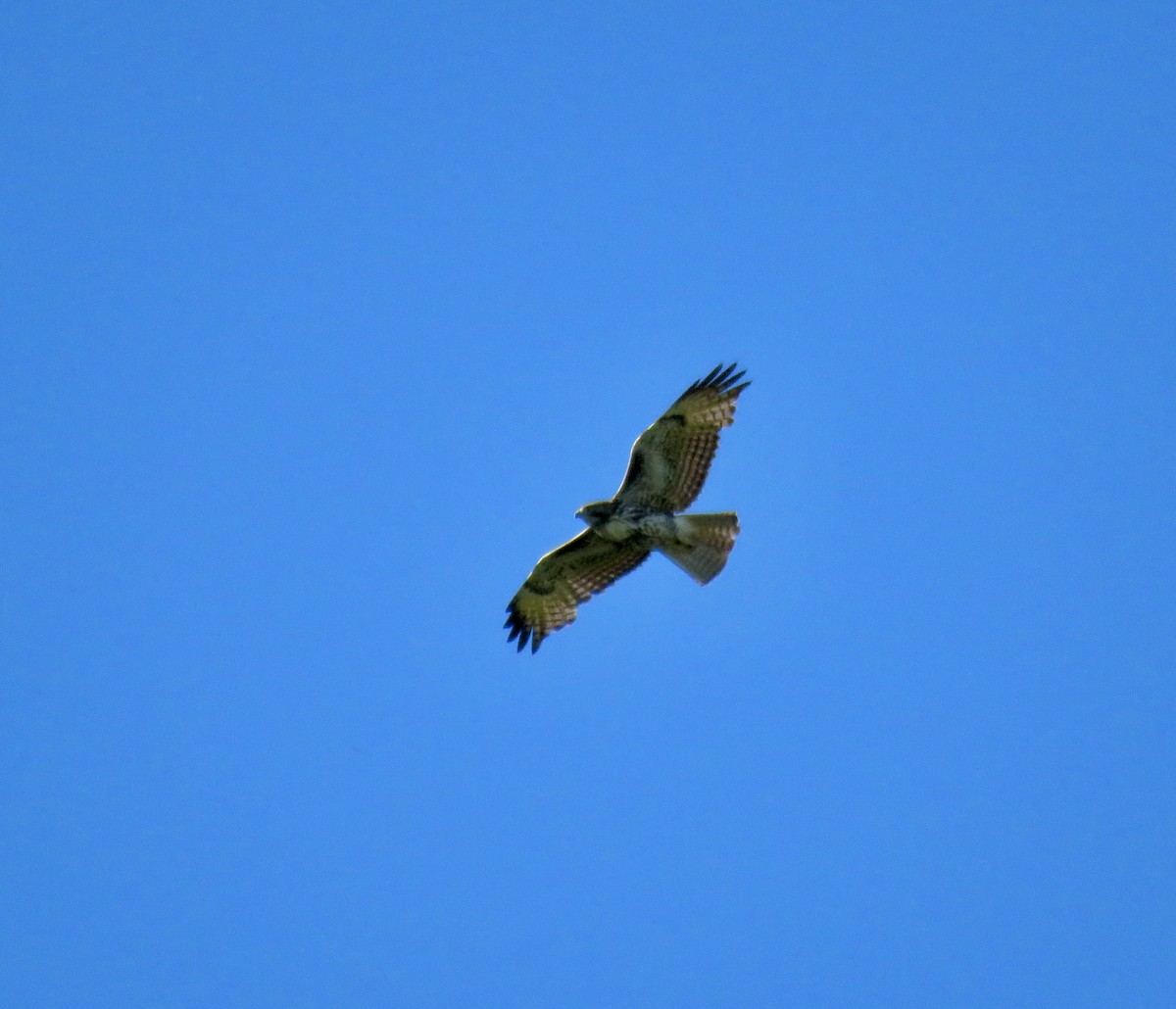 Red-tailed Hawk - ML618749919