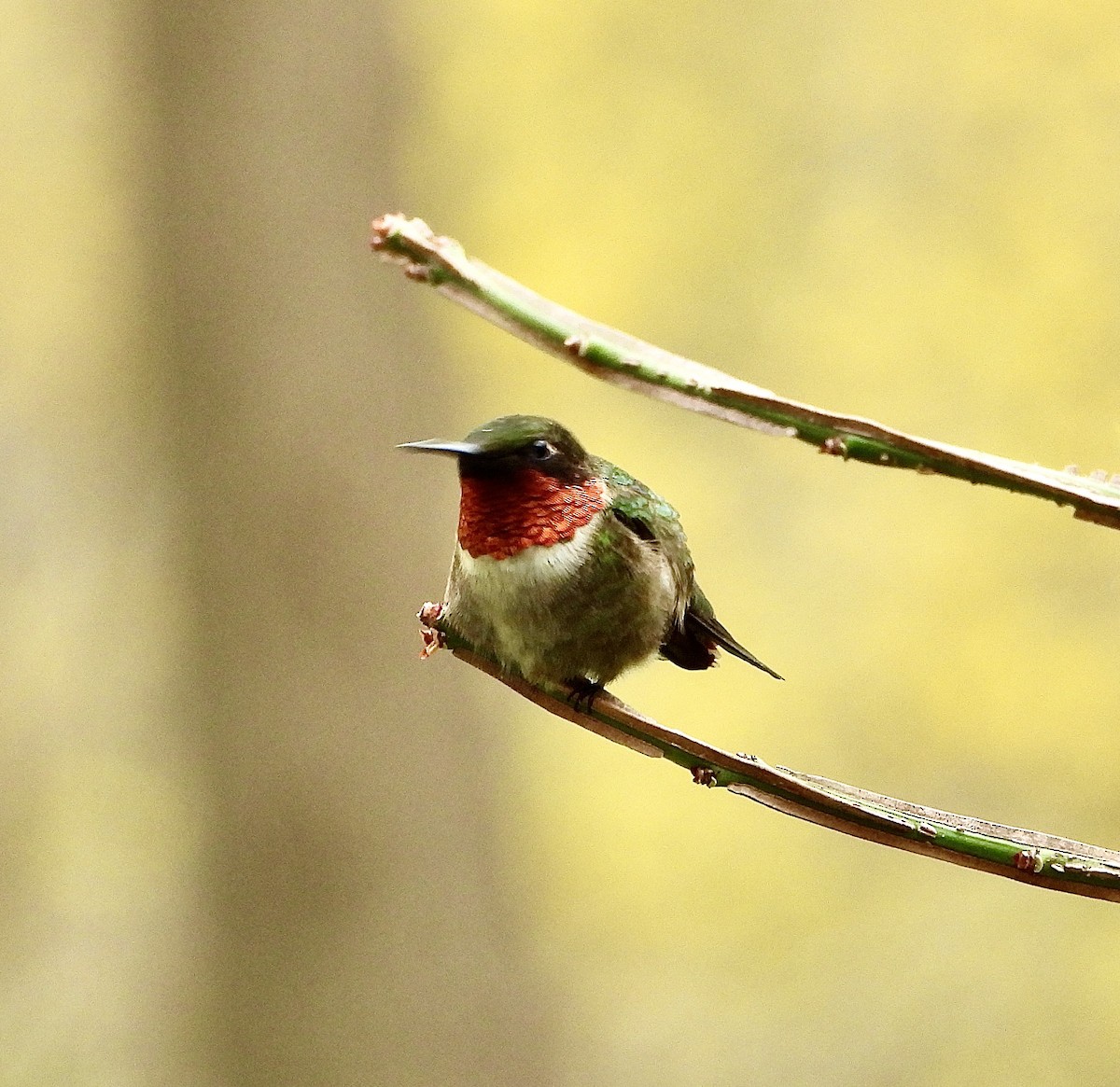 Ruby-throated Hummingbird - ML618749923