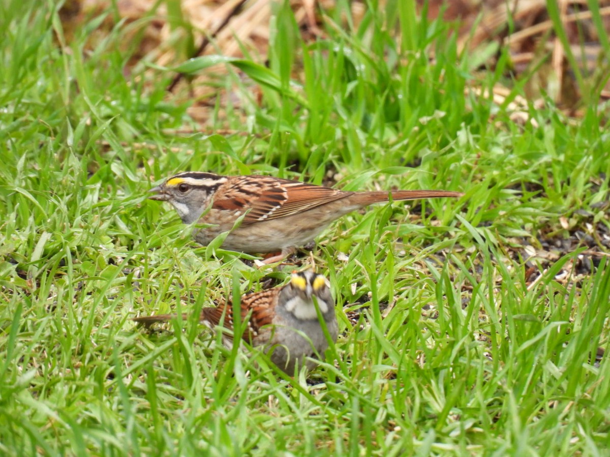 White-throated Sparrow - ML618749933
