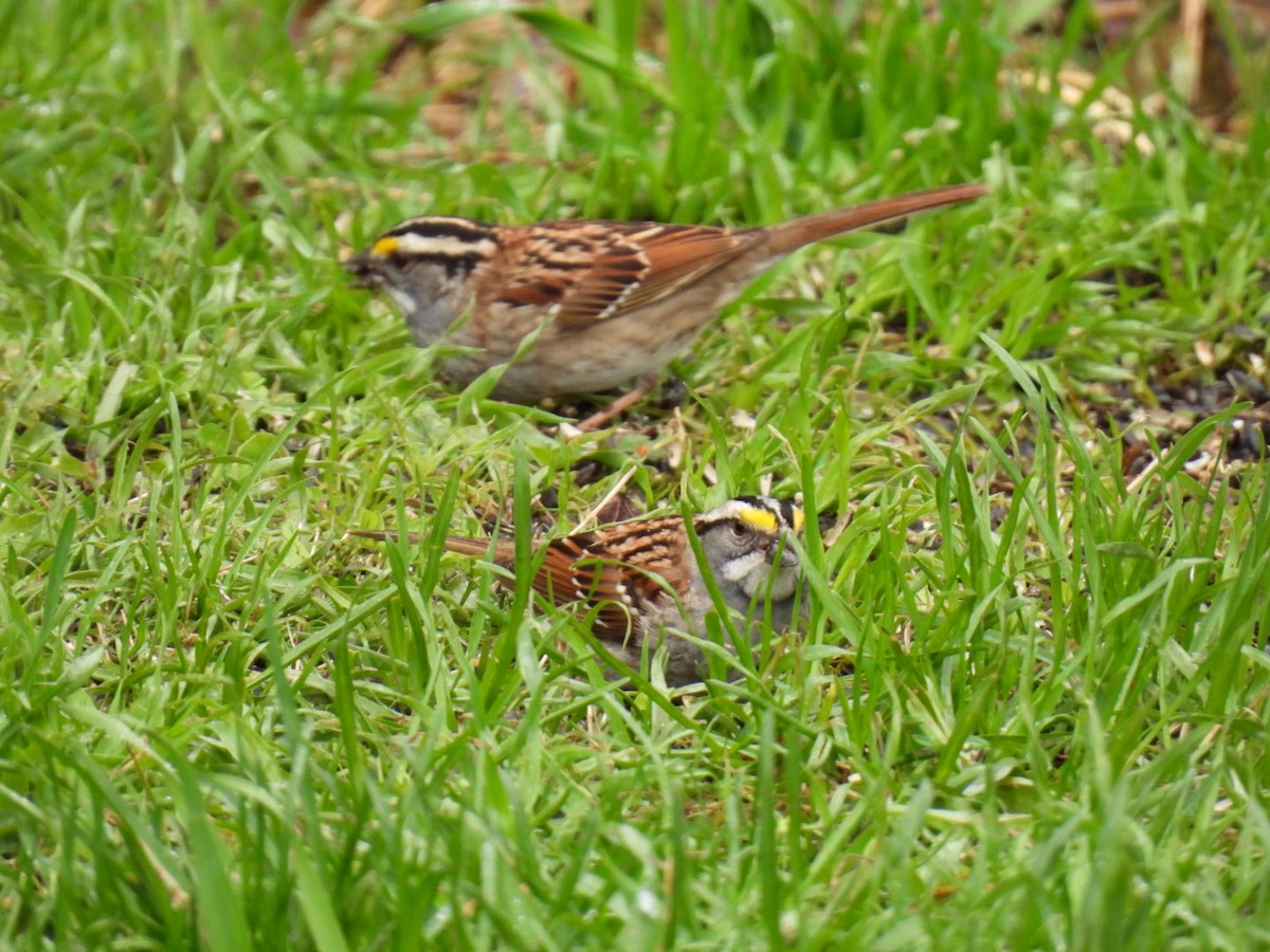 White-throated Sparrow - ML618749934