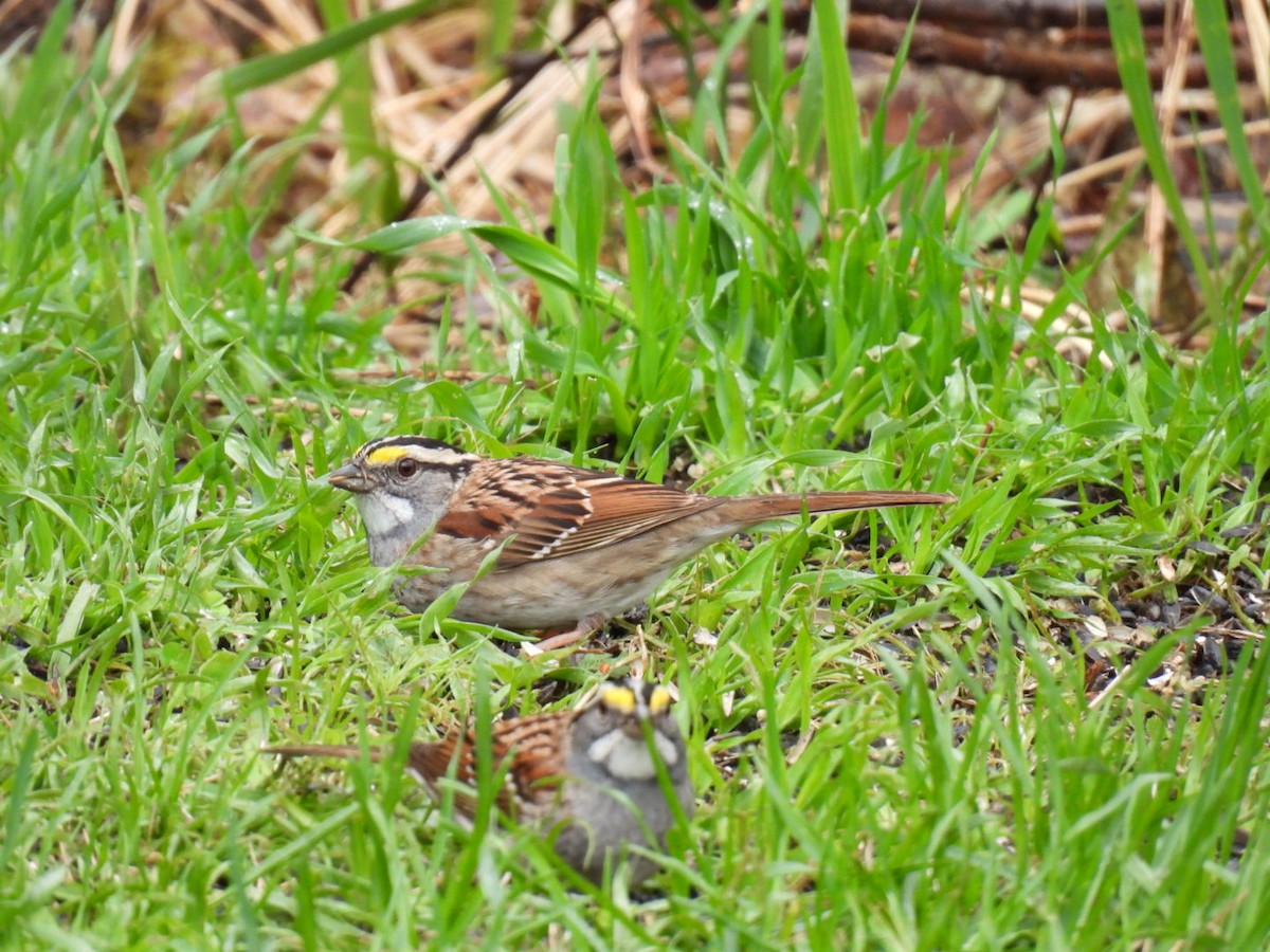 White-throated Sparrow - ML618749935