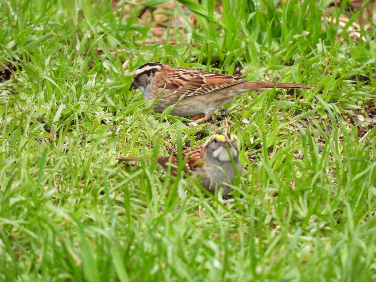 White-throated Sparrow - ML618749936