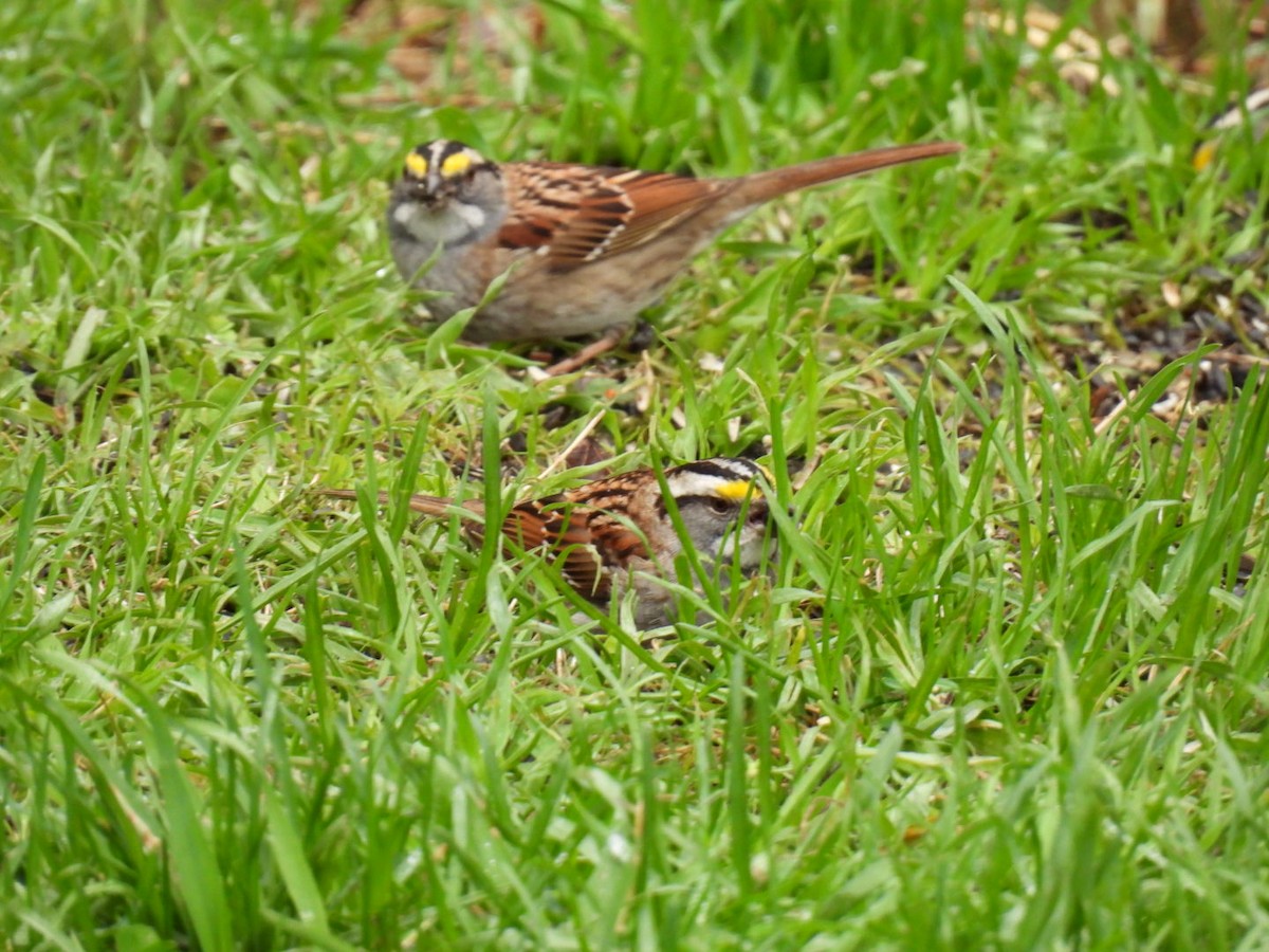 White-throated Sparrow - ML618749937