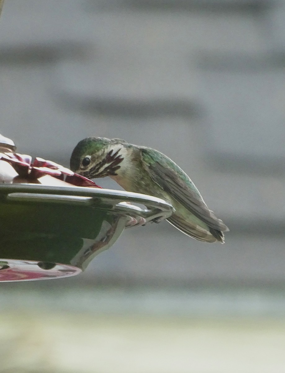 Calliope Hummingbird - ML618749939