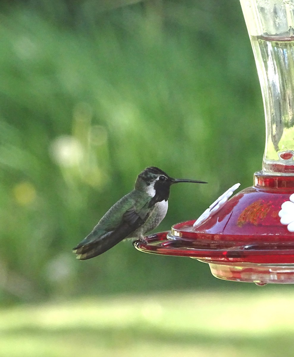 Costa's Hummingbird - ML618749959