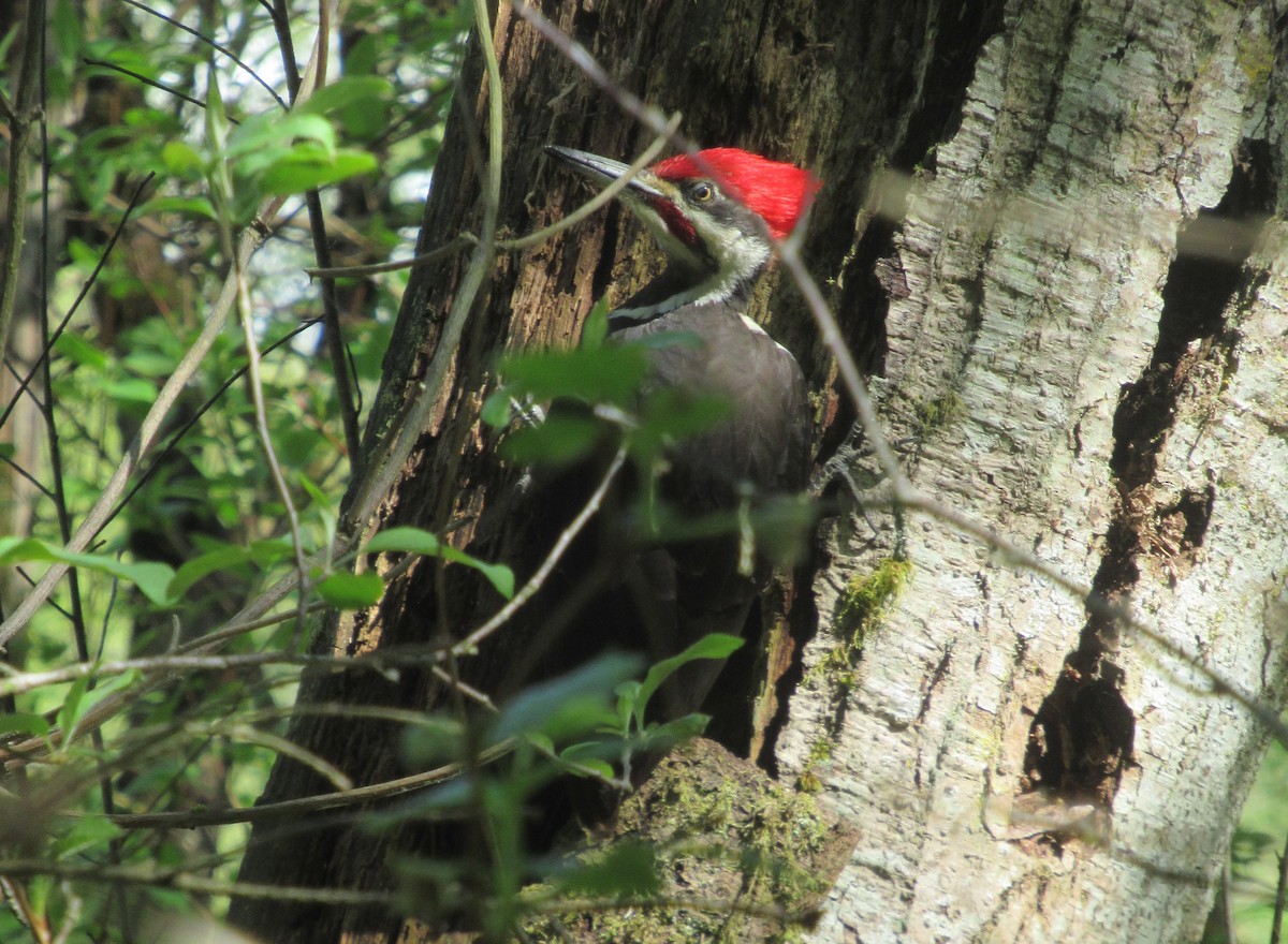 Pileated Woodpecker - ML618749984