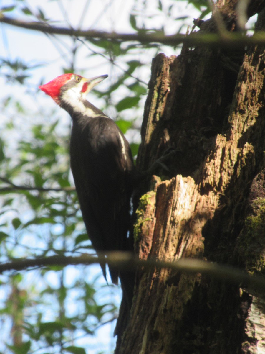 Pileated Woodpecker - ML618749985