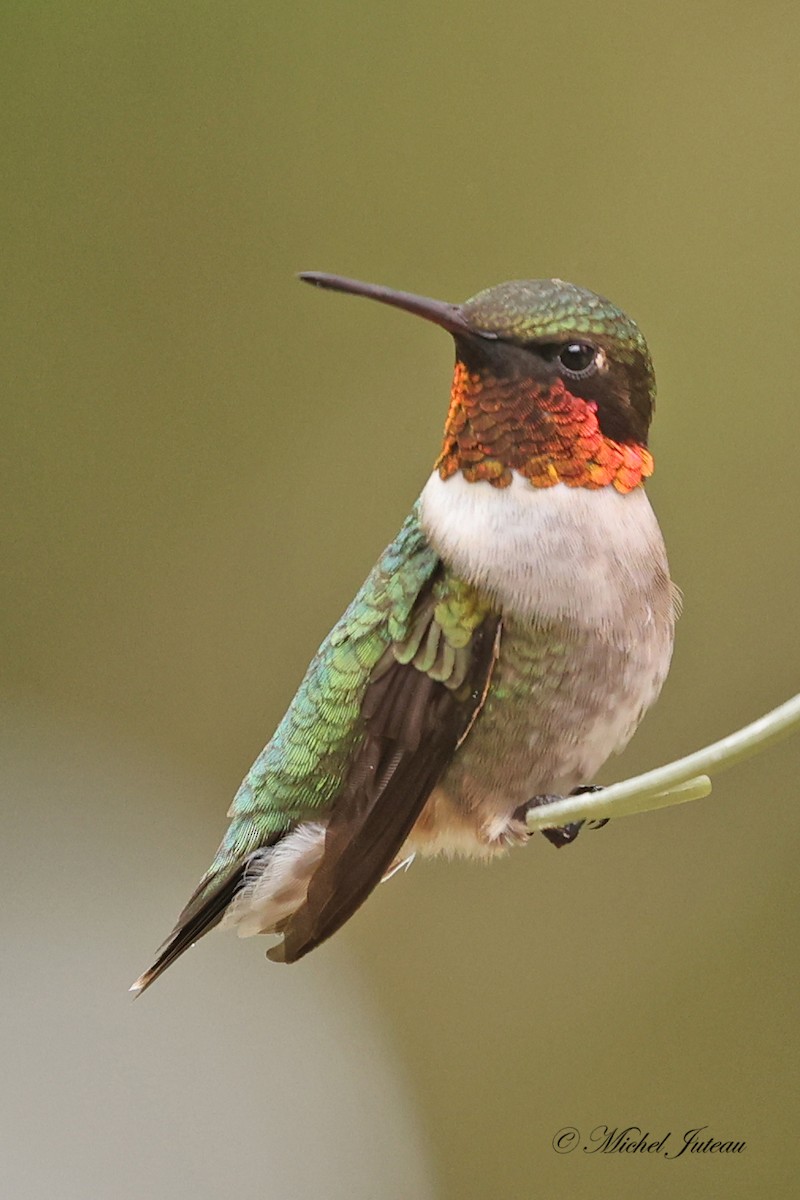 Ruby-throated Hummingbird - ML618750000