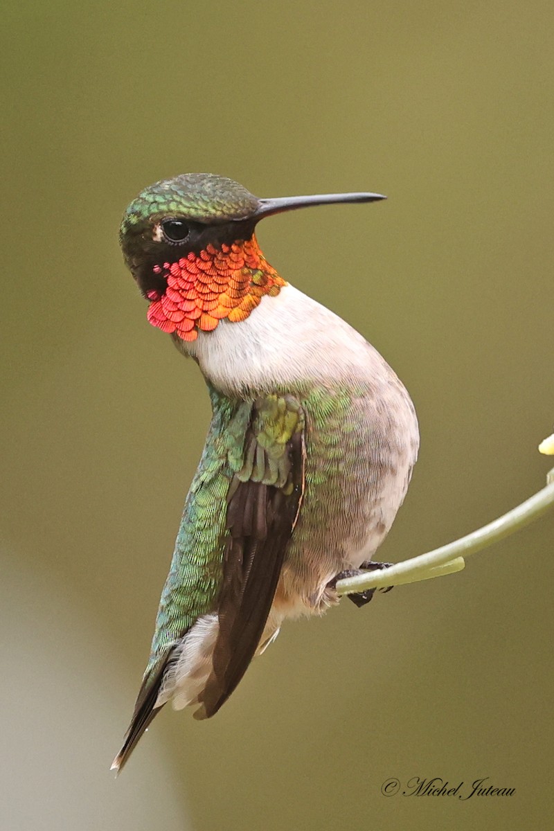 Ruby-throated Hummingbird - ML618750001