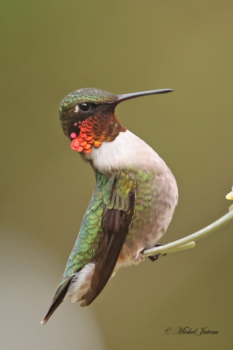 Ruby-throated Hummingbird - ML618750002