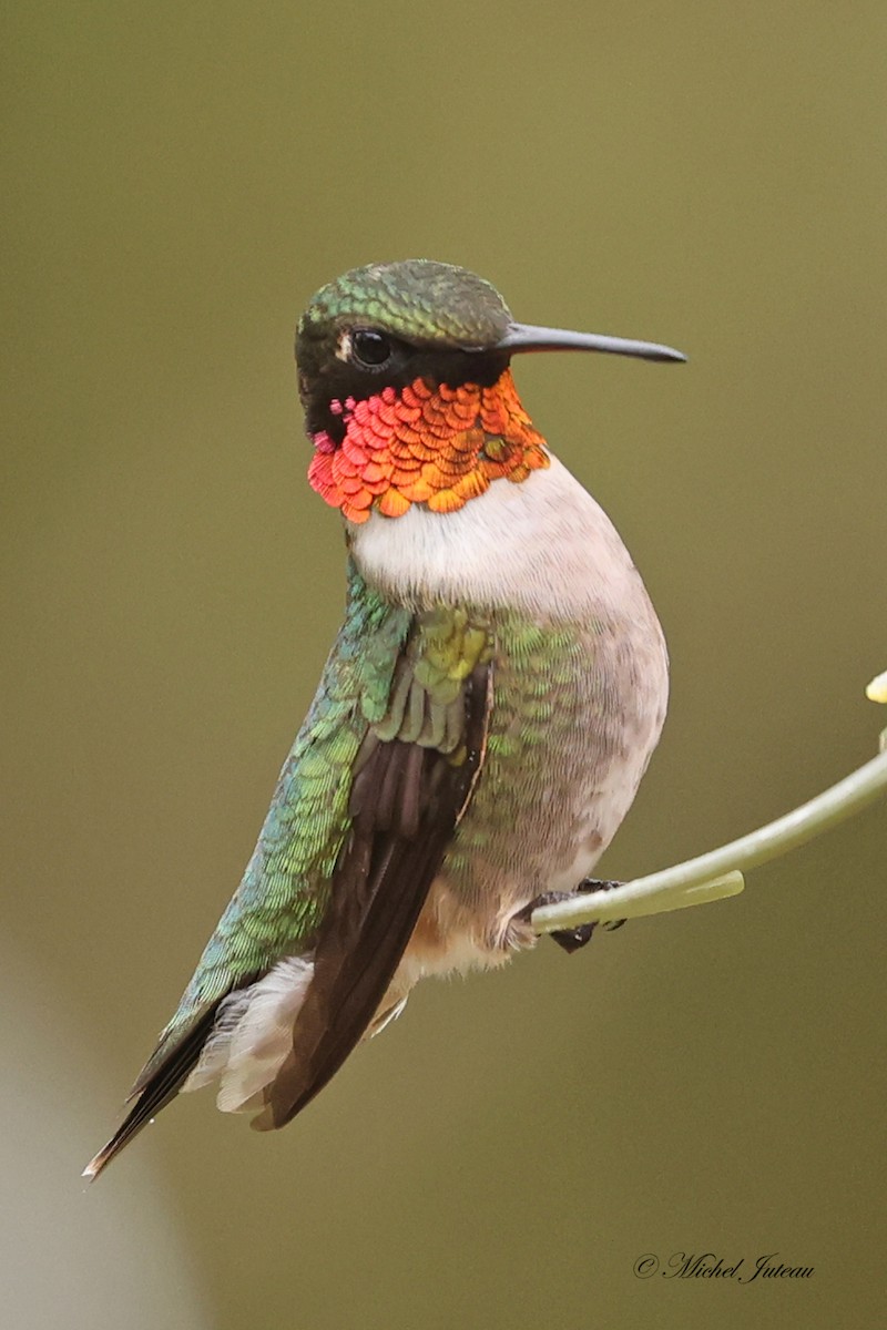 Ruby-throated Hummingbird - ML618750003