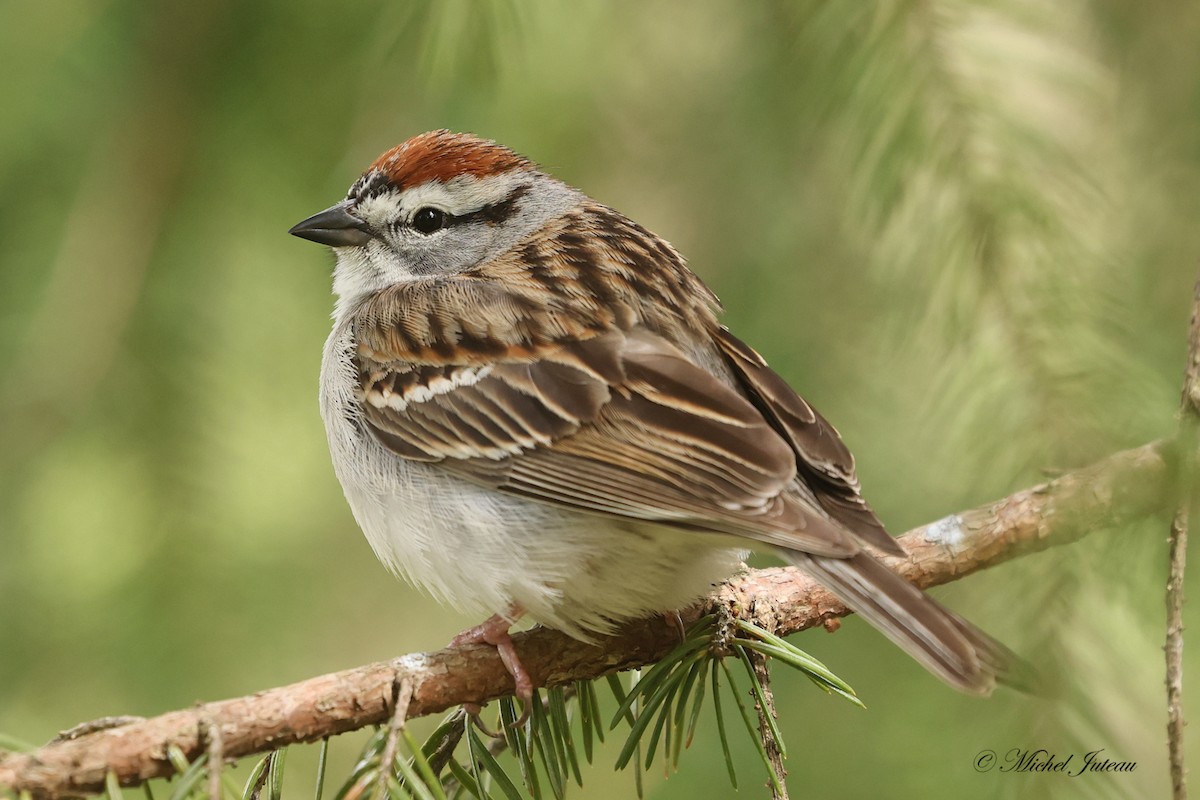 Chipping Sparrow - ML618750008