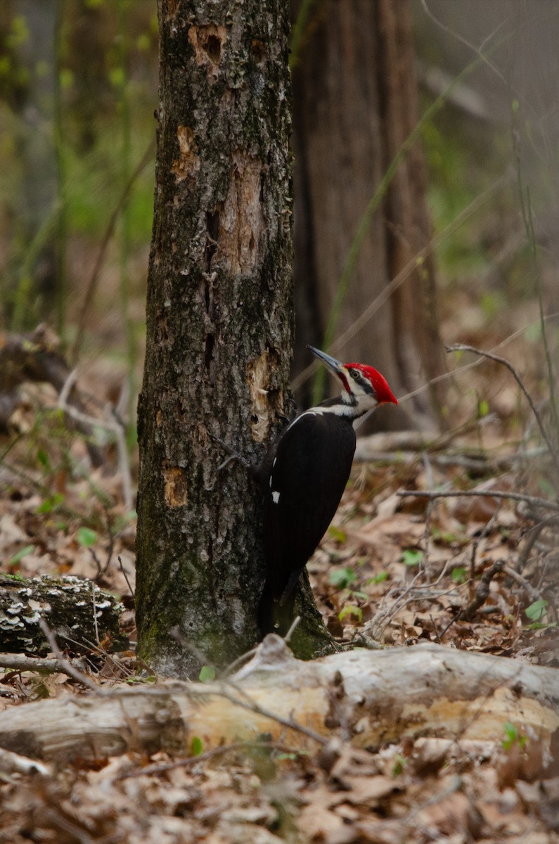 Pileated Woodpecker - ML618750052