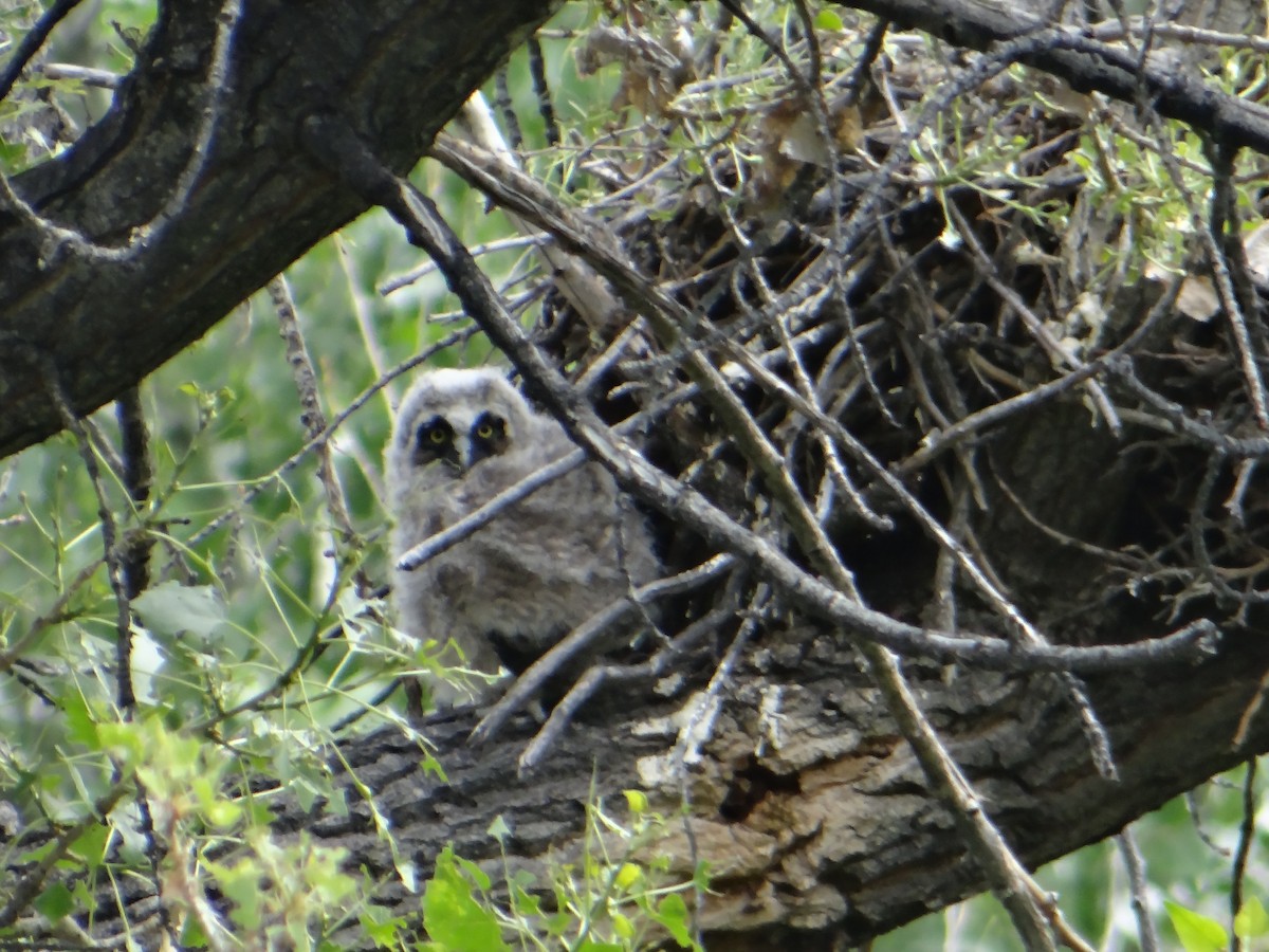 Long-eared Owl - ML618750074