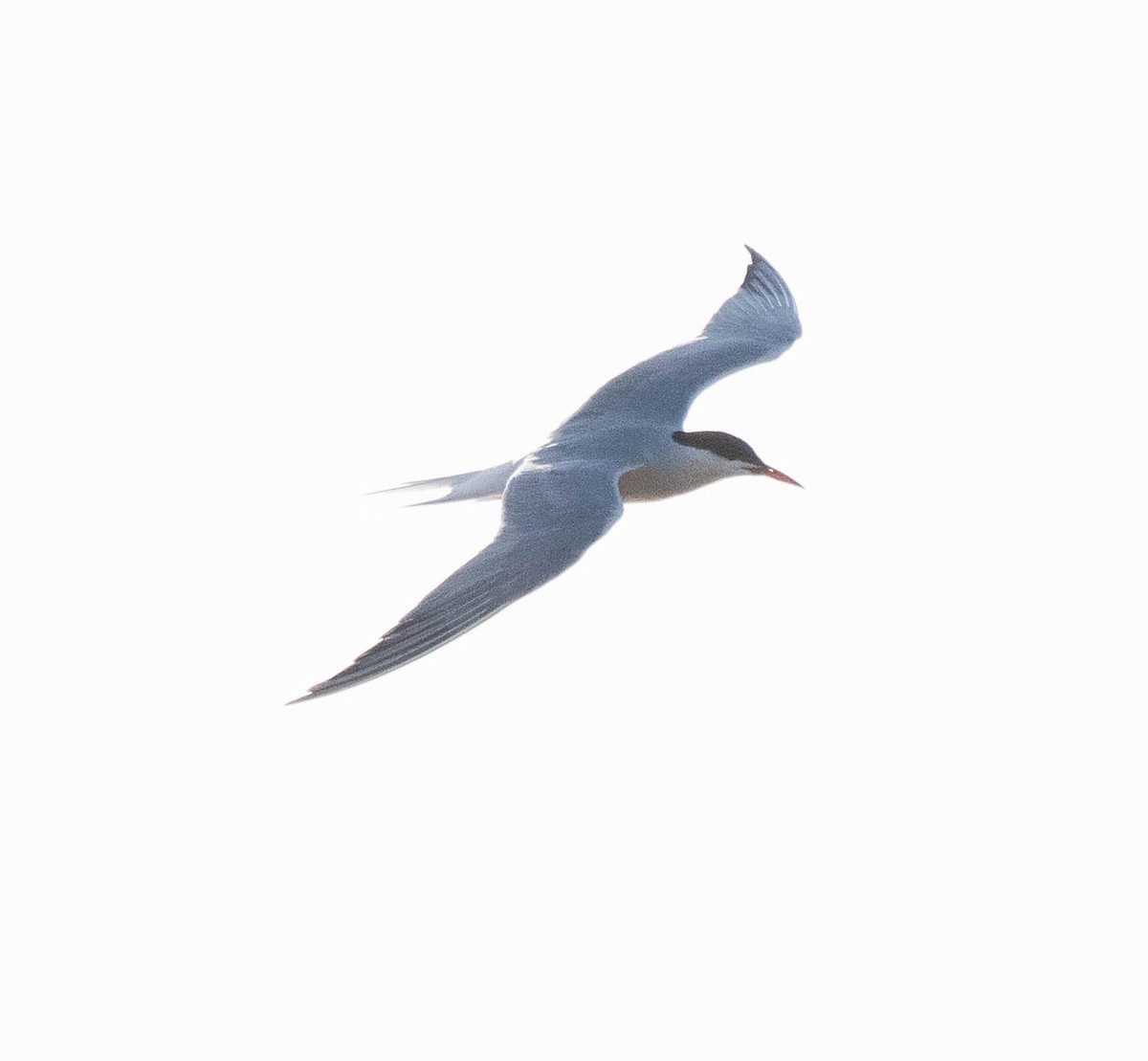Common Tern - ML618750088