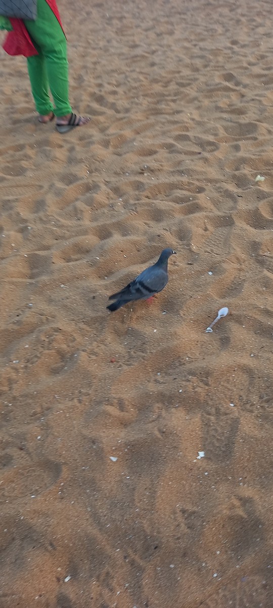 Rock Pigeon (Feral Pigeon) - ML618750108