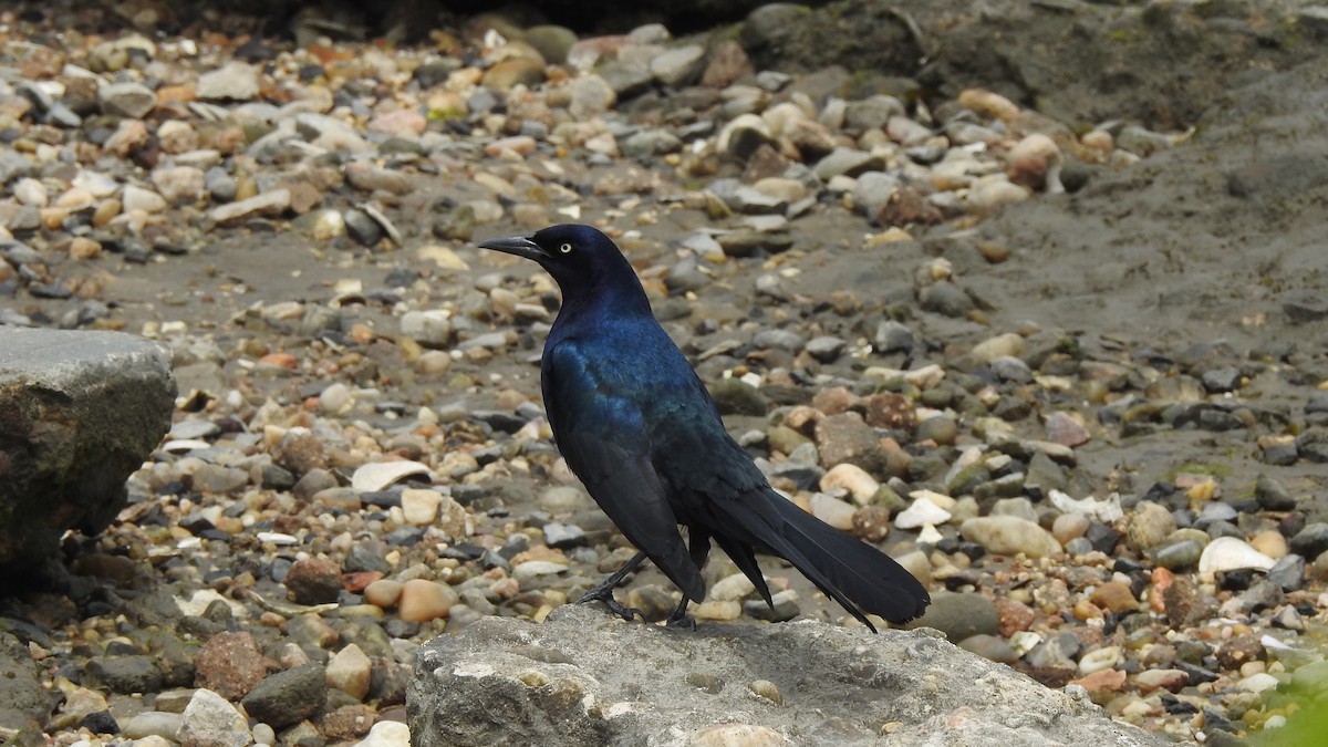 Boat-tailed Grackle - ML618750115