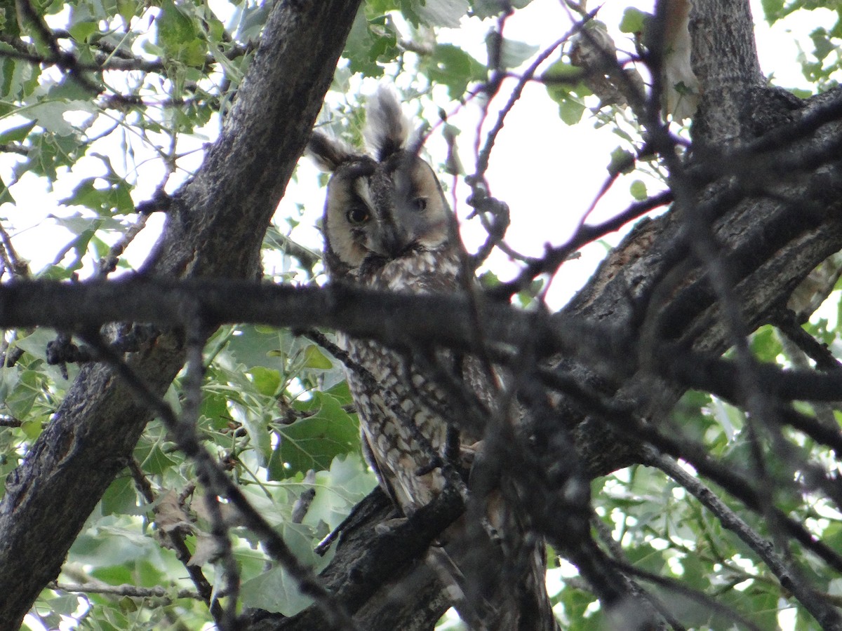 Long-eared Owl - ML618750116