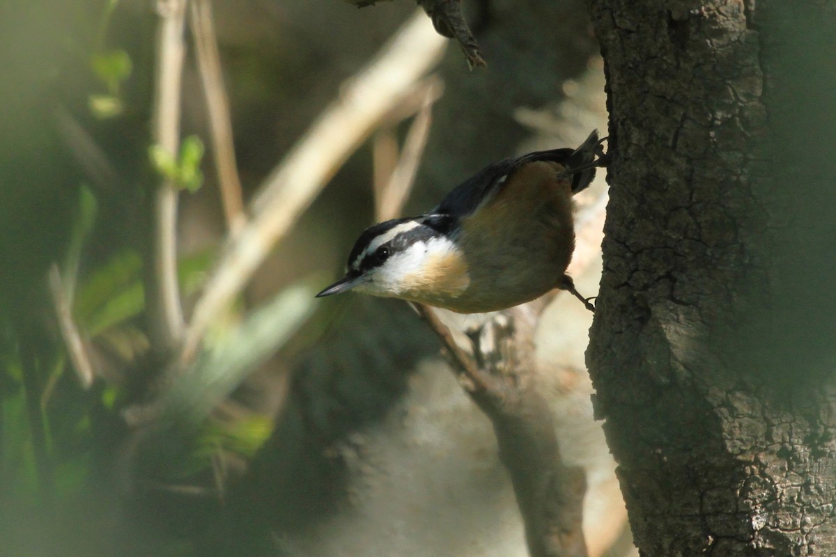 Red-breasted Nuthatch - ML618750119