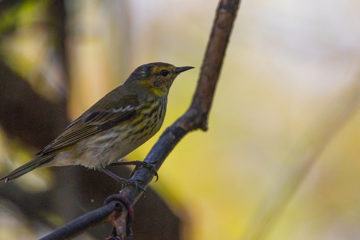 Cape May Warbler - ML618750137