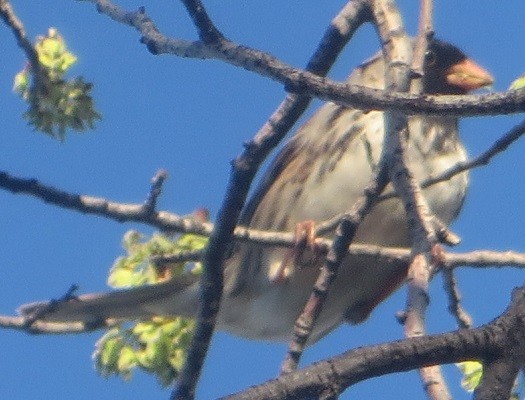 Harris's Sparrow - ML618750170