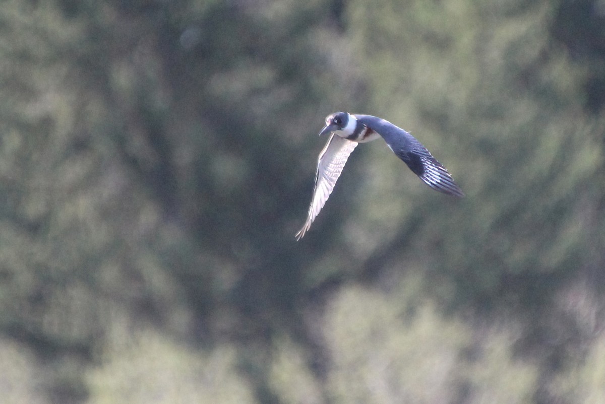 Belted Kingfisher - ML618750206