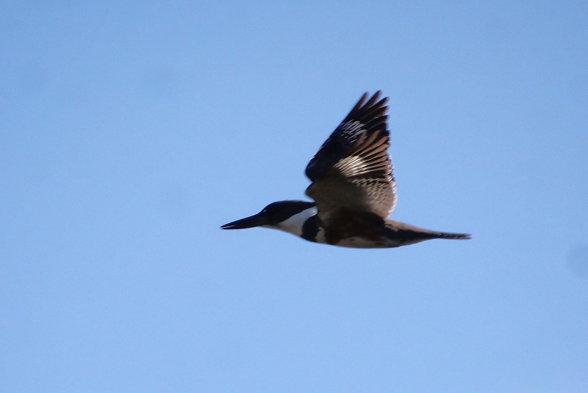 Belted Kingfisher - ML618750214