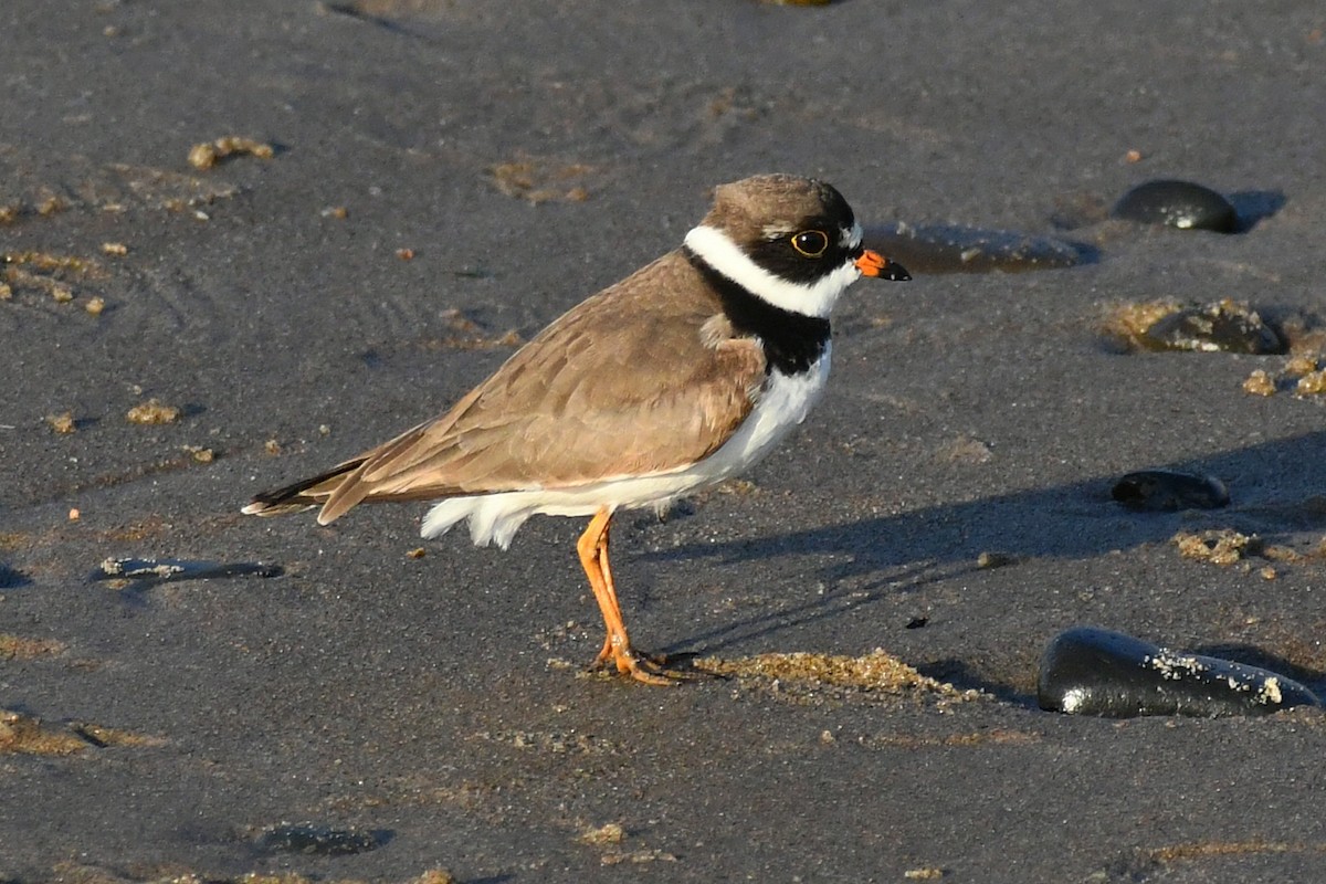 Semipalmated Plover - ML618750227