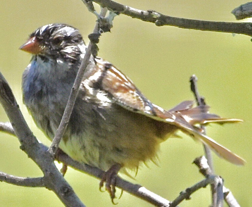White-crowned Sparrow - ML618750273