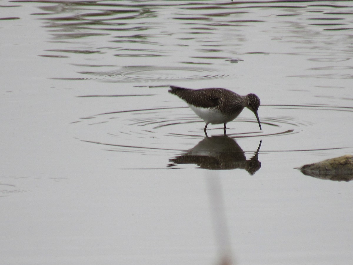 Solitary Sandpiper - Dennis Harnly
