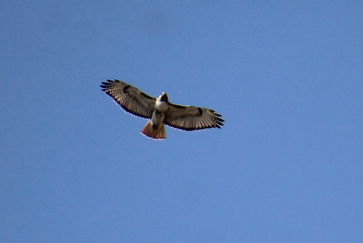 Red-tailed Hawk - ML618750320