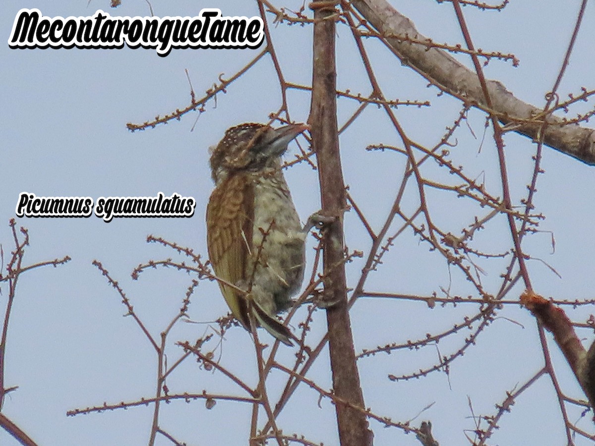 Scaled Piculet - ML618750372