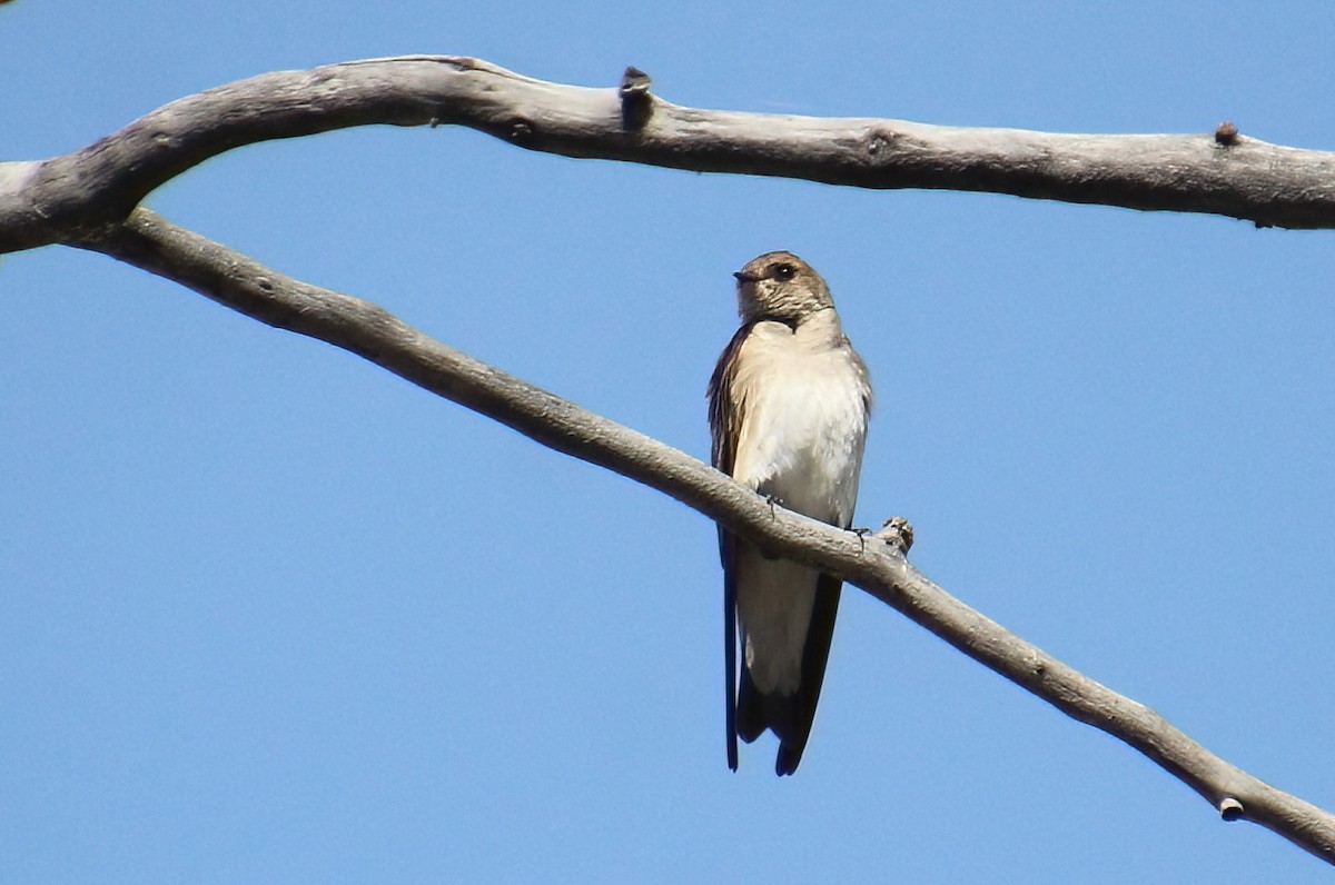 Northern Rough-winged Swallow - ML618750373