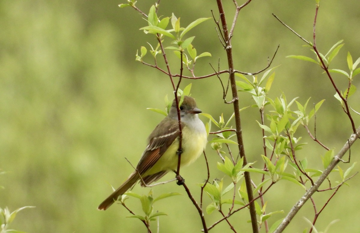 Great Crested Flycatcher - ML618750397