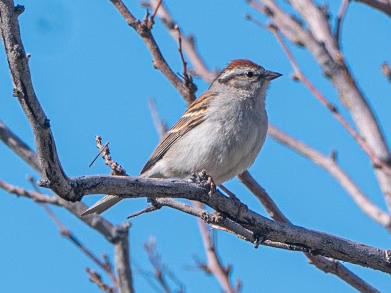 Chipping Sparrow - ML618750405