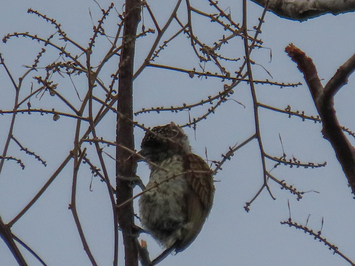 Scaled Piculet - ML618750407